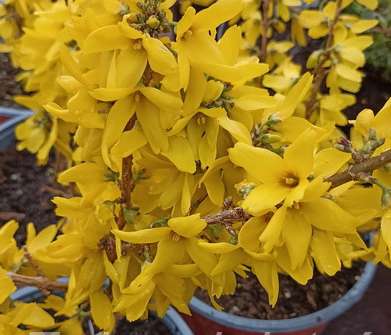 zlatice - Forsythia intermedia 'Goldrausch'