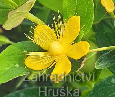 třezalka - Hypericum inodorum 'Magical Red'