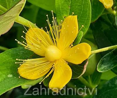 třezalka - Hypericum inodorum 'Magical Red'