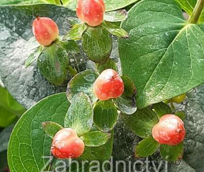 třezalka - Hypericum inodorum 'Magical Red'