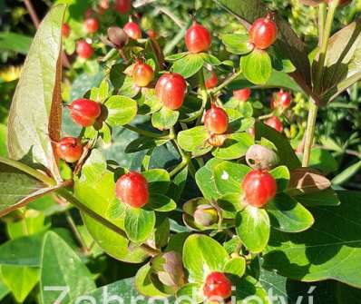 třezalka - Hypericum inodorum 'Magical Red'