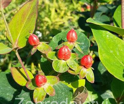 třezalka - Hypericum inodorum 'Magical Red'