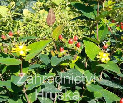 třezalka - Hypericum inodorum 'Magical Red'