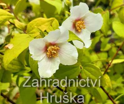 pustoryl - Philadelphus coronarius 'Yellow Cab'