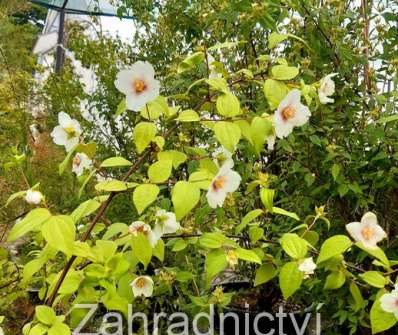pustoryl - Philadelphus coronarius 'Yellow Cab'