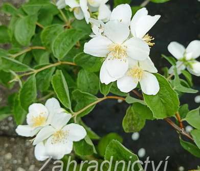 pustoryl - Philadelphus virginalis