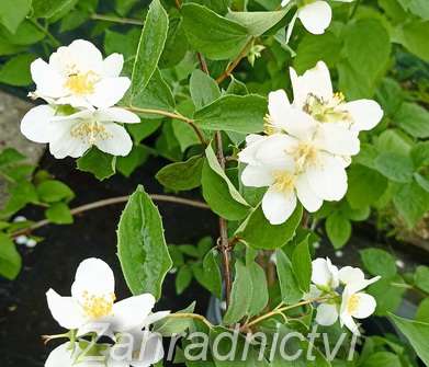 pustoryl - Philadelphus virginalis