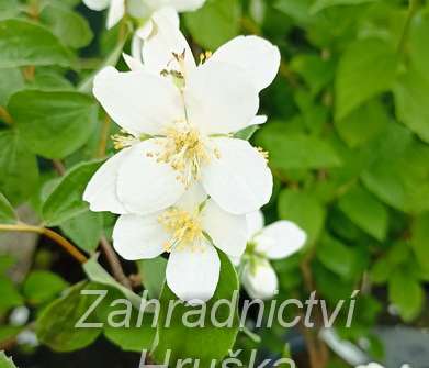 pustoryl - Philadelphus virginalis