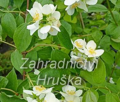 pustoryl - Philadelphus virginalis