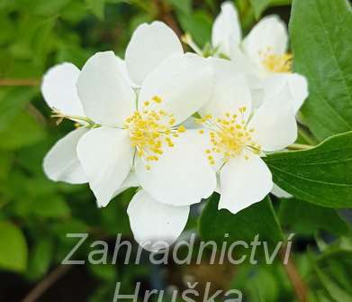 pustoryl - Philadelphus virginalis