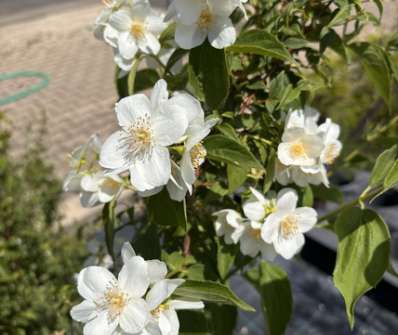 pustoryl - Philadelphus virginalis