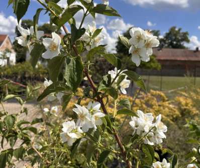 pustoryl - Philadelphus virginalis