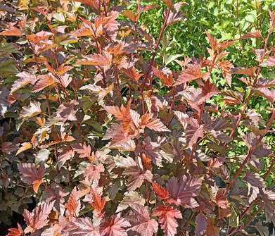 tavola - Physocarpus opulifolius 'Zdechovice'