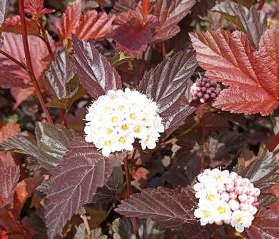 tavola - Physocarpus opulifolius 'Zdechovice'