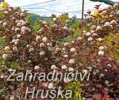 tavola - Physocarpus opulifolius 'Zdechovice'