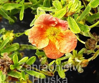 mochna - Potentilla fruticosa 'Red Robin'