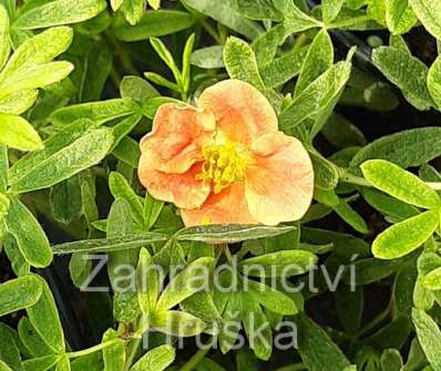 mochna - Potentilla fruticosa 'Red Robin'