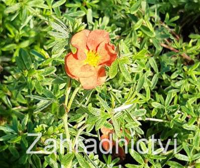 mochna - Potentilla fruticosa 'Red Robin'