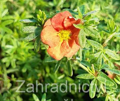 mochna - Potentilla fruticosa 'Red Robin'