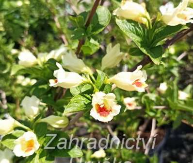 vajgélie - Weigela middendorffiana