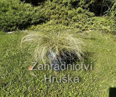 ostřice - Carex comans 'Amazon Mist'