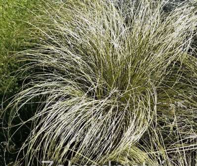 ostřice - Carex comans 'Amazon Mist'