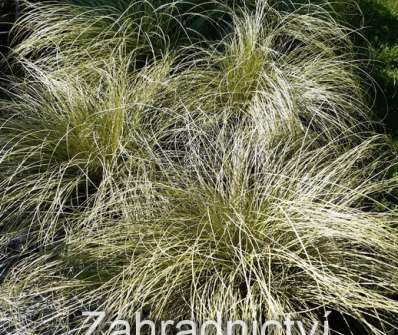 ostřice - Carex comans 'Amazon Mist'