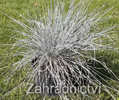 kostřava - Festuca glauca 'Uchte'