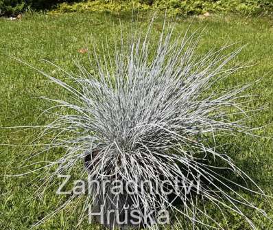 kostřava - Festuca glauca 'Uchte'