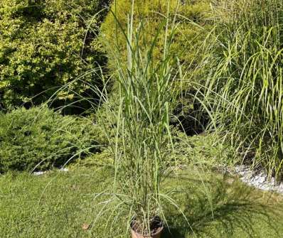ozdobnice - Miscanthus sinensis 'Little Miss'