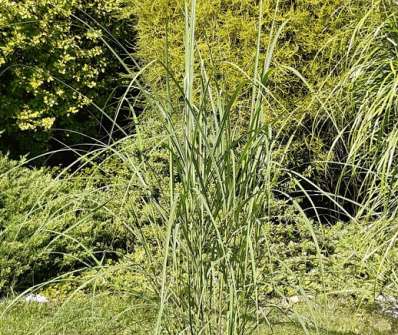 ozdobnice - Miscanthus sinensis 'Little Miss'