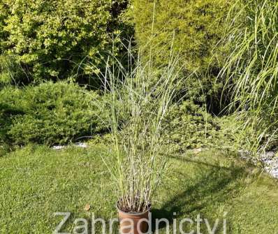 ozdobnice - Miscanthus sinensis 'Nippon'