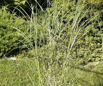 ozdobnice - Miscanthus sinensis 'Nippon'