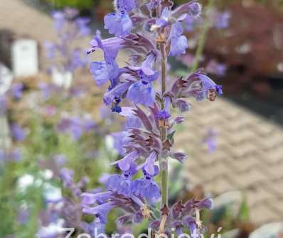 Nepeta x faassenii Walkers Low