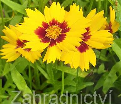 Coreopsis grandiflora Heliot