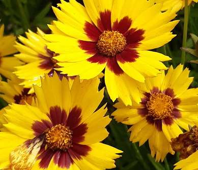Coreopsis grandiflora Heliot