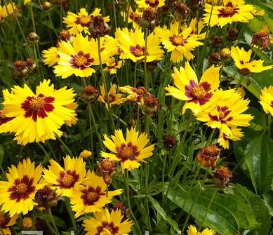 Coreopsis grandiflora Heliot