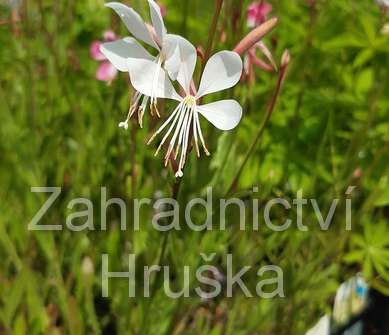 Gaura lindheimeri Ellura