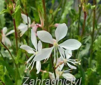 Gaura lindheimeri Ellura