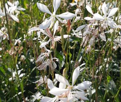 Gaura lindheimeri Ellura