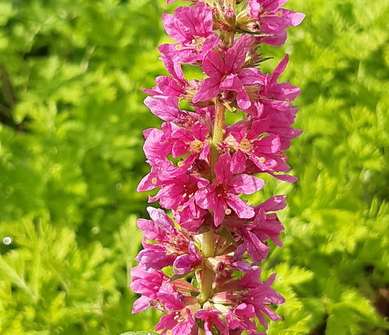 Lythrum salicaria Robert
