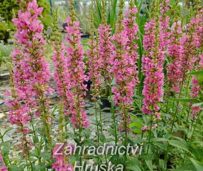 Lythrum salicaria Robert
