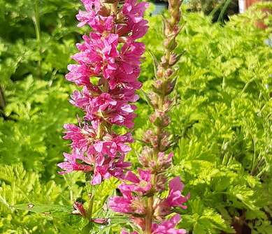 Lythrum salicaria Robert