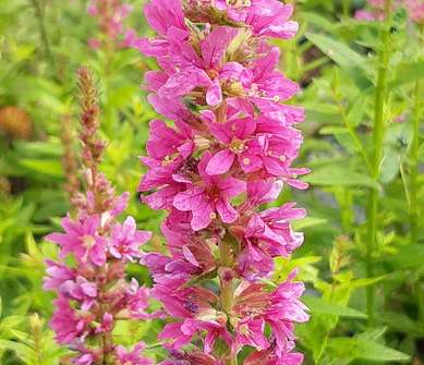 Lythrum salicaria Robert