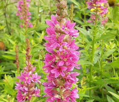 Lythrum salicaria Robert