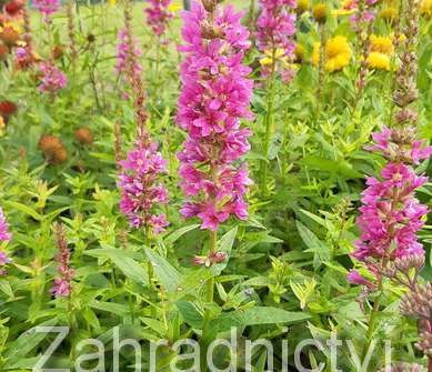 Lythrum salicaria Robert