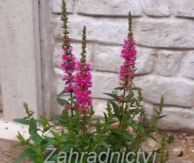 Lythrum salicaria Robert