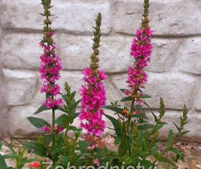 Lythrum salicaria Robert