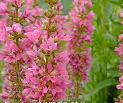 Lythrum salicaria Robert