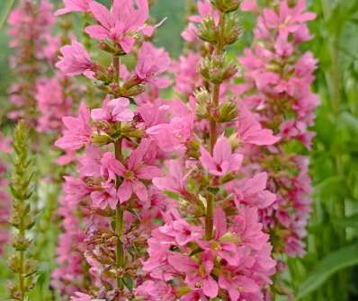 Lythrum salicaria Robert
